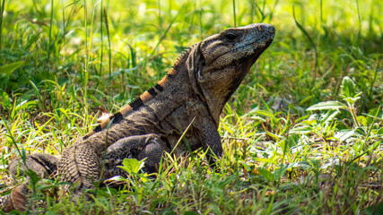 Tropical lizard in the green grass of the ancient Mayan city of Tulum in Quintana Roo, Mexico.