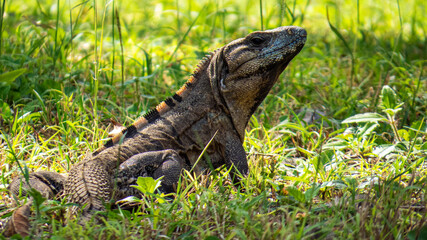 Tropical lizard in the green grass of the ancient Mayan city of Tulum in Quintana Roo, Mexico.