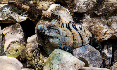 Tropical lizard surrounded by the stones inside the ancient Mayan city of Tulum in Quintana Roo, Mexico.