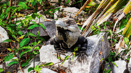 Cute tropical lizard surrounded by nature from inside the ancient Mayan city of Tulum in Quintana Roo, Mexico.