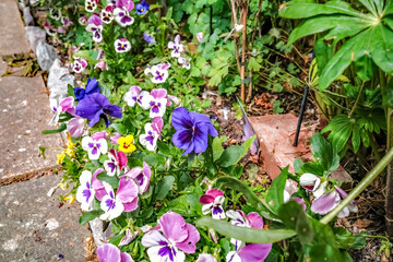 Selection of pretty pansies (Viola tricolor) in full bloom in an English country garden