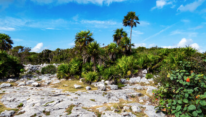 Tropical nature and leaves close to the ancient Mayan city of Tulum in Quintana Roo, Mexico.