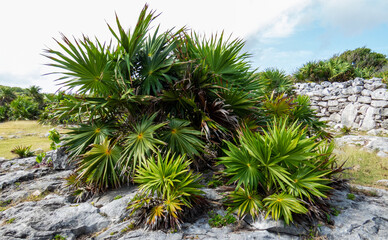 Tropical bush from the inside of the ancient Mayan city of Tulum in Quintana Roo, Mexico.