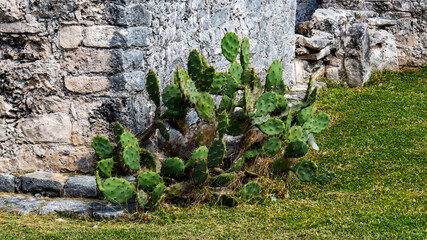 Dangerous cactus close to a temple from the inside of the ancient Mayan city of Tulum in Quintana Roo, Mexico.