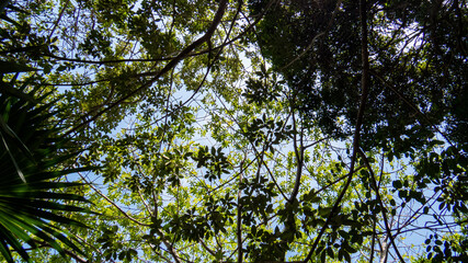 Green tropical leaves and trees from the inside of the ancient Mayan city of Tulum in Quintana Roo, Mexico.