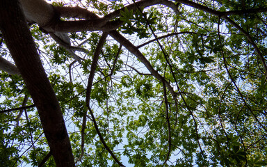 Tropical treetops from the inside of the ancient Mayan city of Tulum in Quintana Roo, Mexico.