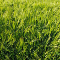 green wheat field