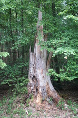 Wald - Baum - Holz - Waldweg - chillen