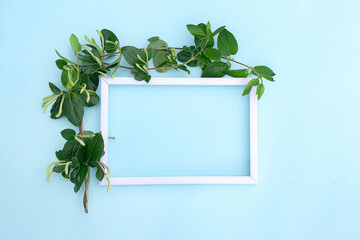 Liana green leaves on a white photo frame on a blue background