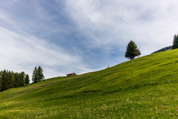 Obraz premium Old log stable on the alpine meadows covered in green grass and colorful flowers in Switzerland during spring