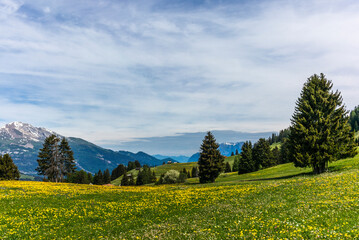 Old log stable on the alpine meadows covered in green grass and colorful flowers in Switzerland...