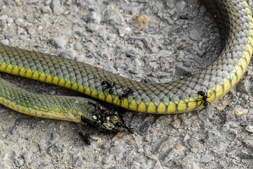 dead snake eaten by ants on the street