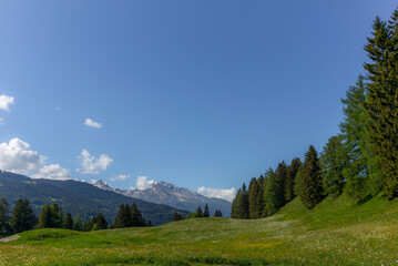 Alpine meadows covered in green grass and colorful flowers in Switzerland during spring