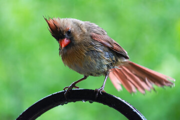 A female northern cardinal perches on a shepherds hook in the spring rain.