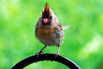 A female northern cardinal perches on a shepherds hook in the spring rain.