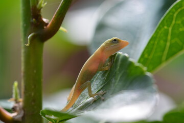 green lizard on a branch