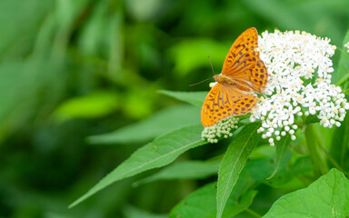 Orange brown fritillary butterfly, Argynnis paphia sitting on a white flower. Selective focus with green blurred background.