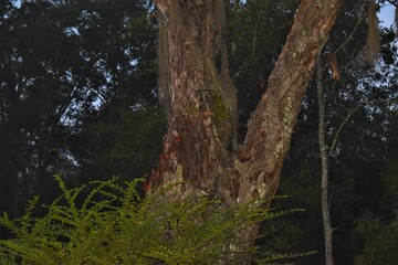Fototapeta premium trees in the forest
