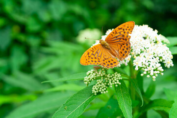 Obraz premium Orange brown fritillary butterfly, Argynnis paphia sitting on a white flower. Selective focus with green blurred background.