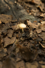 Macro photograph of an isolated mushroom in the Moncayo forest in Aragon, Spain, illuminated by the autumn sun. Selective focus on the mushroom.