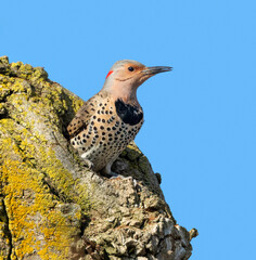 Norther flicker (Colaptes auratus) female emerging from the tree hollow, Ames, iowa, USA.