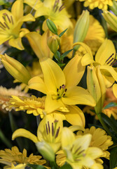 Close-up of beautiful and delicate yellow lily flowers