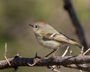 Ruby-crowned kinglet (Regulus calendula) in a tree, Ames, iowa, USA.