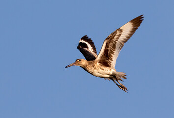 Willet (Tringa semipalmata) flying in blue sky, Galveston, Texas, USA