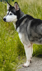 Perro husky en el campo