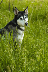Perro husky en el campo
