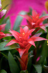 The Red Markle Bromeliaceae Guzmania flower from the heart of the Brazilian rainforest