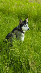 Perro husky en el campo