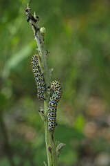 Raupe des Königskerzen-Mönchs (Cucullia verbasci).