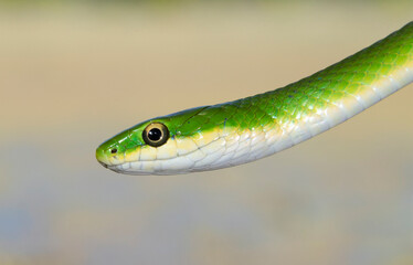 Rough green snake (Opheodrys aestivus) close-up, Brazos Bend State park, Needville, Texas, USA