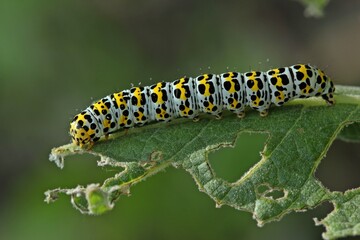 Raupe des Königskerzen-Mönchs (Cucullia verbasci).