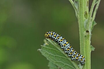 Raupe des Königskerzen-Mönchs (Cucullia verbasci).