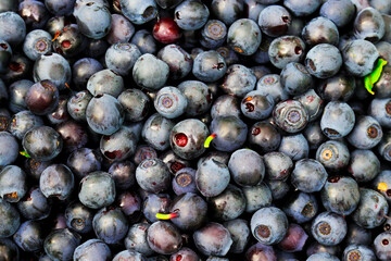 Berry  blueberries background. Lots of fresh I collected in the woods.