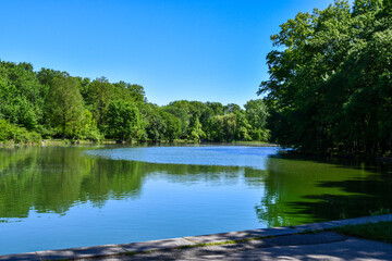 Landscape of pond with trees and wildlife