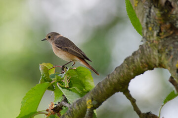 Weiblicher Gartenrotschwanz im Geäst eines Obstbaumes
