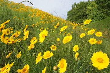 公園の斜面に咲く黄色い花々
