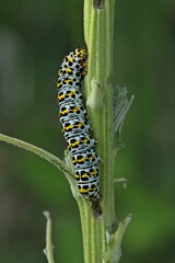 Raupe des Königskerzen-Mönchs (Cucullia verbasci).