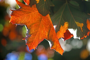 Fototapeta na wymiar Autumn leaves in close up