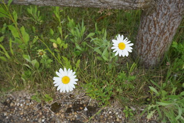 二輪の小さな白い野の花