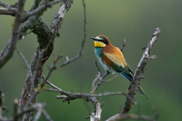 Obraz premium The European bee-eater (Merops apiaster)