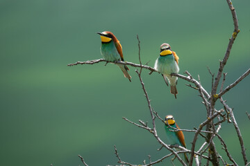 The European bee-eater (Merops apiaster)