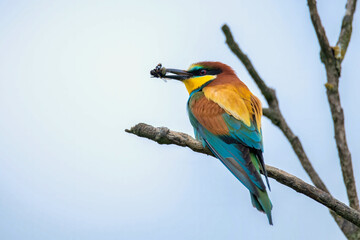 The European bee-eater (Merops apiaster)