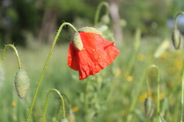 red poppy flower