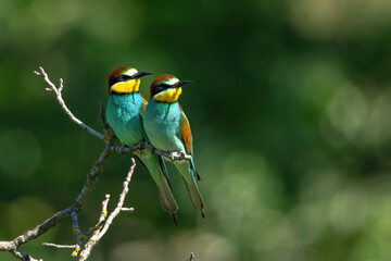 The European bee-eater (Merops apiaster)