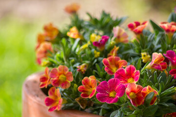 petunia (Petunia hybrida) flowers in the garden