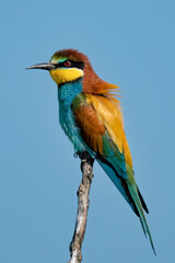 The European bee-eater (Merops apiaster)